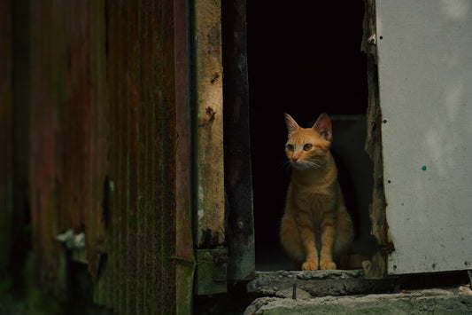 Briti kasside geneetiline areng ja tõuomaduste päritolu