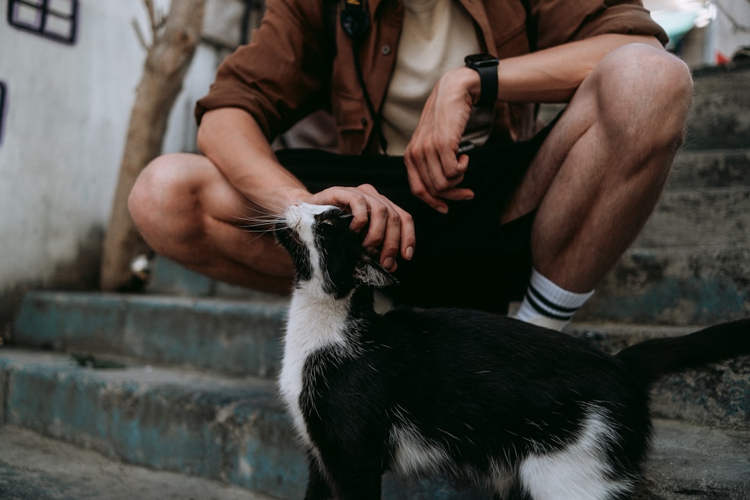 British Shorthair köttur Vísindaleg yfirferð um einkenni og hegðun