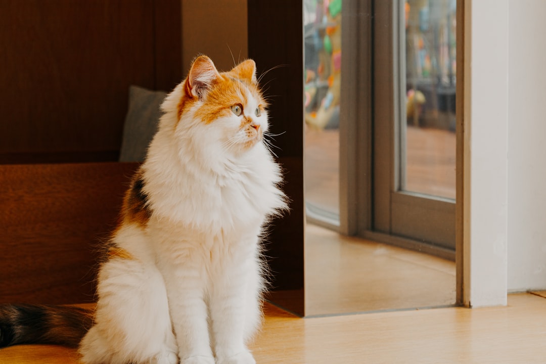 Vad äter en katt enligt vetenskapen och dess biologi