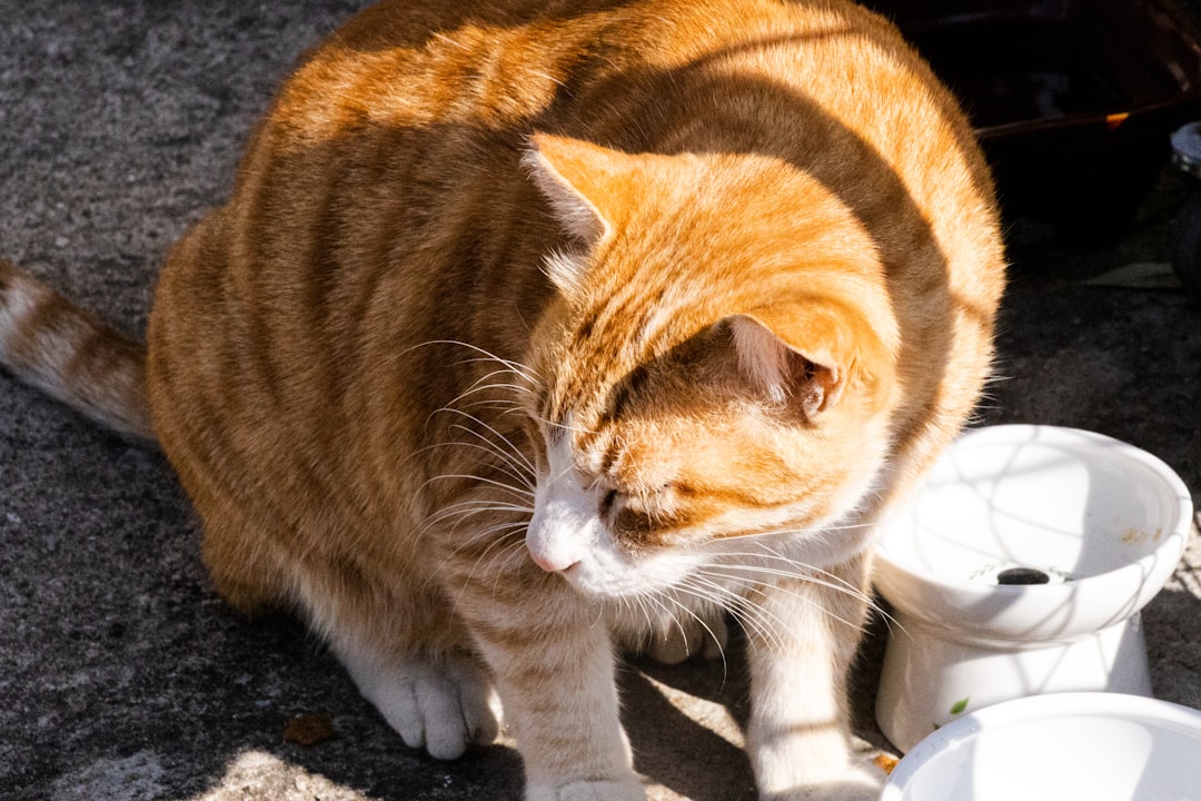Hur gamla blir katter En vetenskaplig genomgång av kattens livslängd