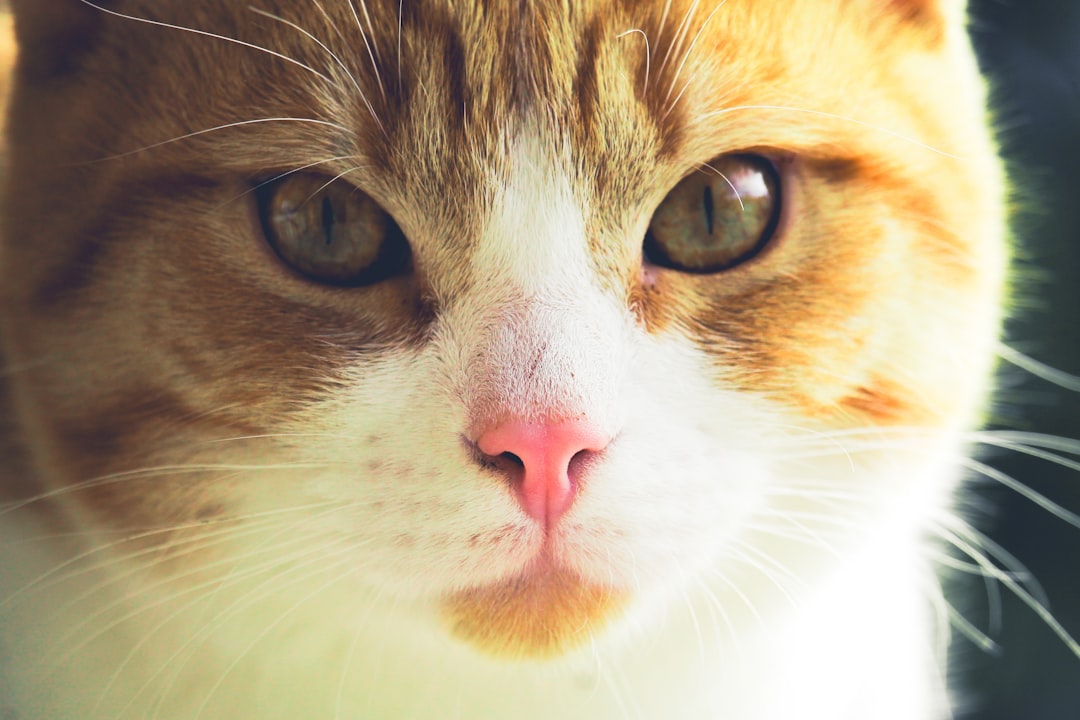 Why Does My Cat Follow Me Everywhere Explained by Science