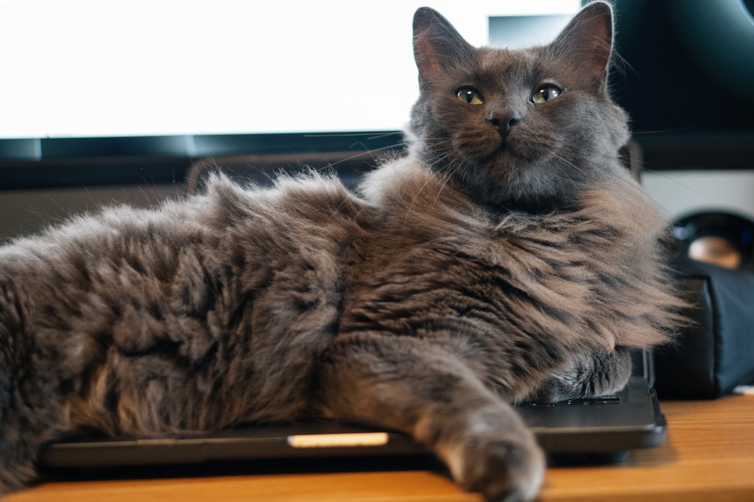 Ciencia detrás de como el perro y el gato conviven juntos