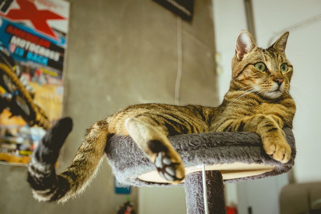 Hvorfor slikker katten meg En vitenskapelig forklaring