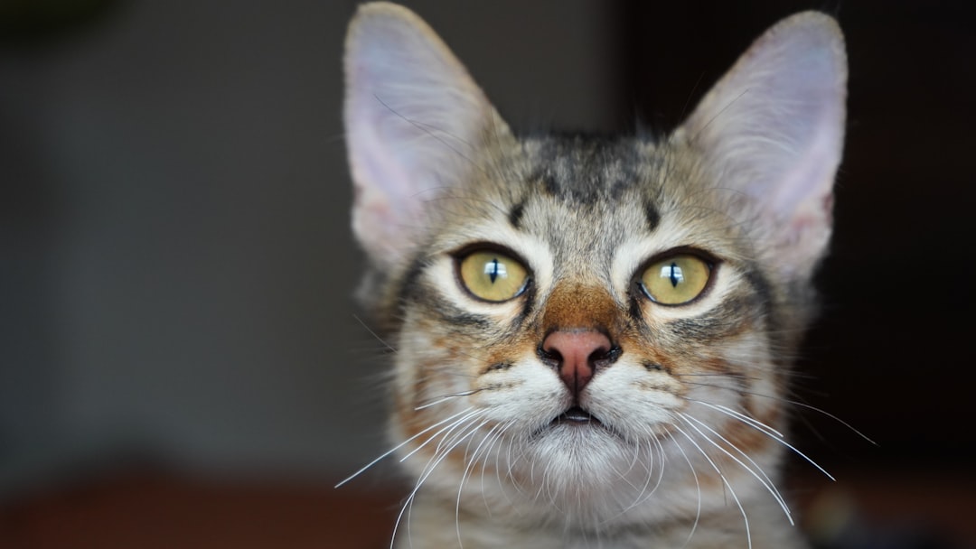 De kat uit de boom kijken verklaard door gedragsonderzoek