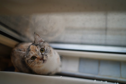 Kass oksendab sageli põhjused ja teaduspõhised lahendused