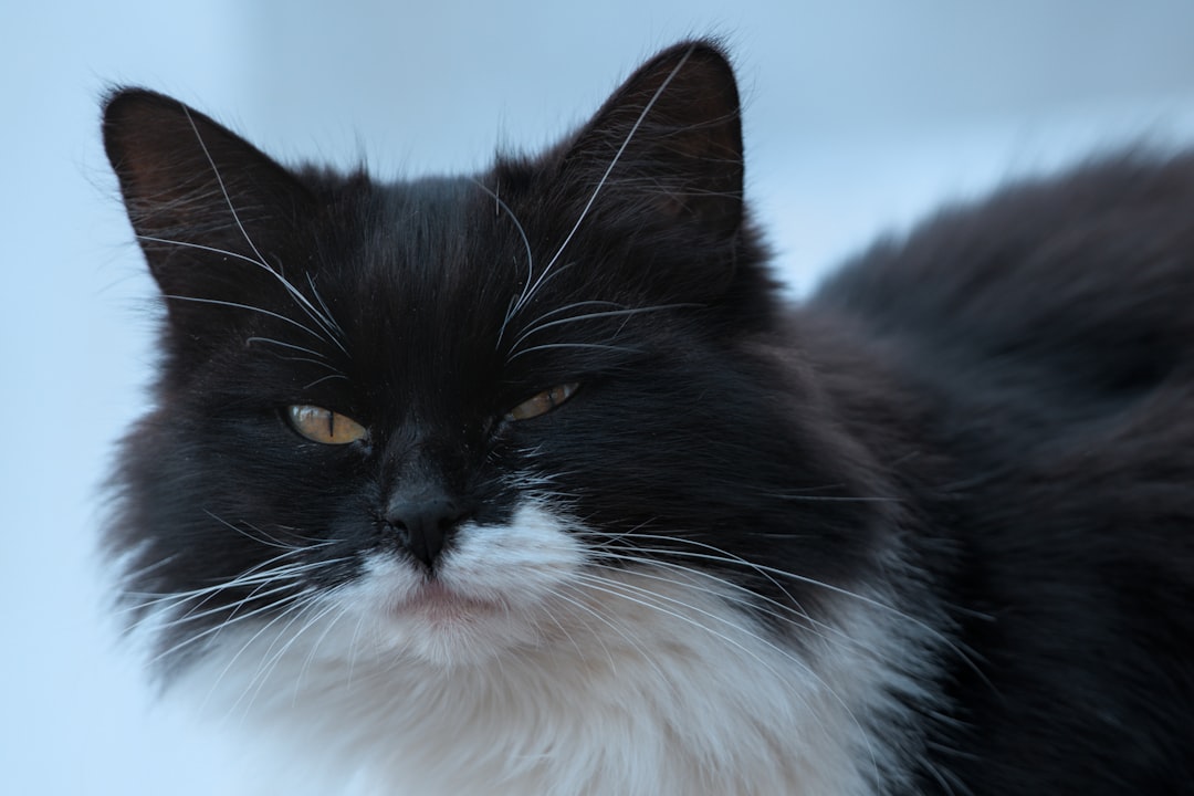 Hvor meget koster en kat Nye data afslører de sande udgifter