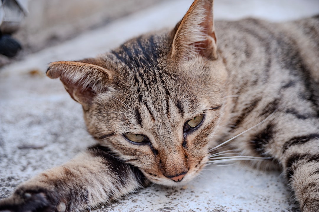 Was kostet Kastrieren bei Katzen Wissenschaftlich erklärt