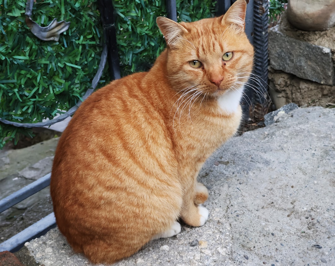 Mucize Uğur Böceği ile Kara Kedi Bilimsel Açıdan İncelendi