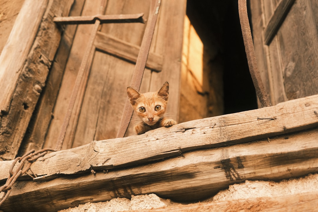 Wanneer een kat castreren volgens wetenschappelijk inzicht