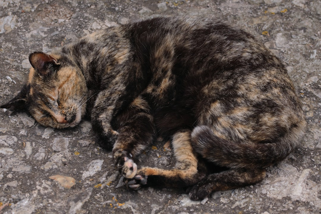 Katze wie lange rollig Wissenschaftliche Fakten und Dauer