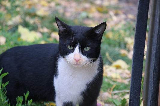 Teaduslikud tunnused, mis viitavad et kass hakkab surema