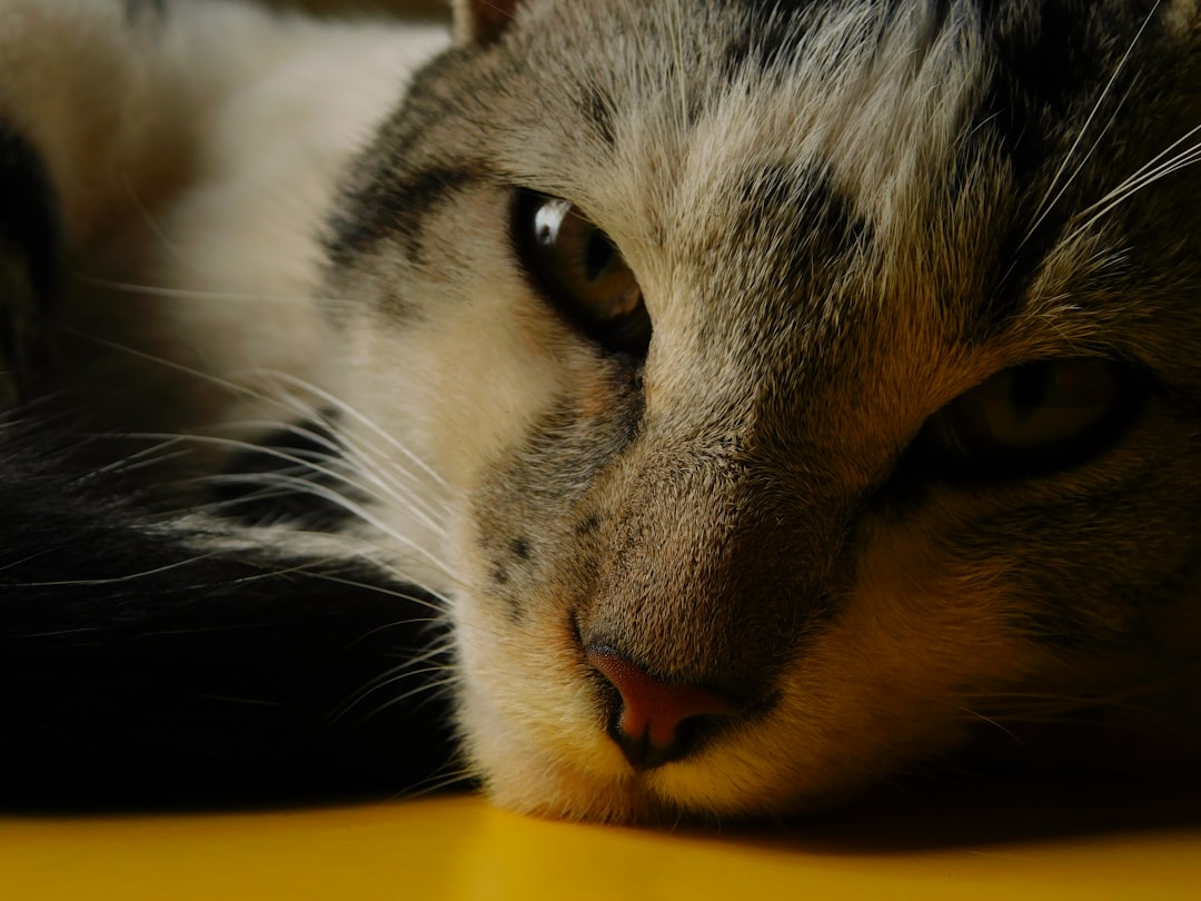 Can Cats Eat Bacon Discover the Surprising Science Behind It