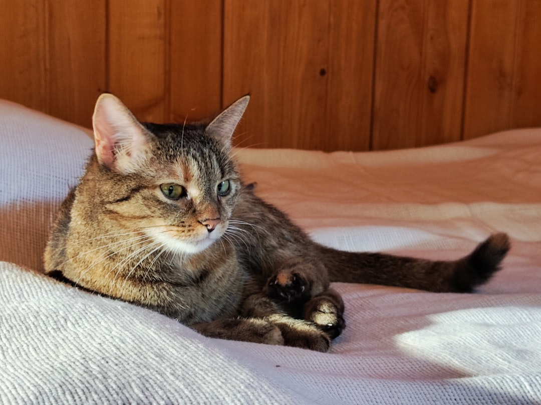 Ce paraziti poti lua de la pisici și cum să te protejezi