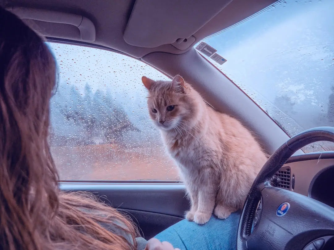 Ginger cat in car illustrating Kass Artur teaduslikult tõestatud käitumispsühholoogia.
