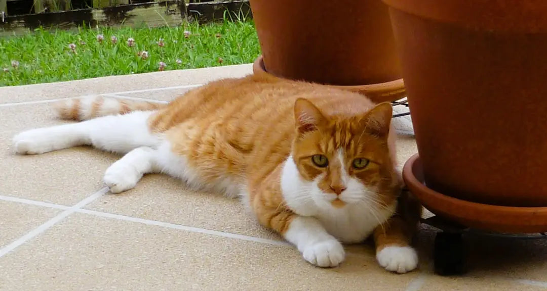 Chat orange et blanc dans la Loja do Gato, explorant les mystères des gatos pretos.