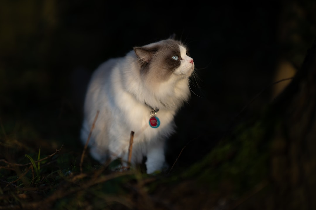 Ragdoll cat avec collier, un accessoire essentiel pour animaux et fournitures pour animaux.