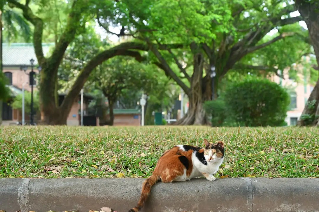 Calico katze sitzt während der rolligkeit in einer entspannten Pose.
