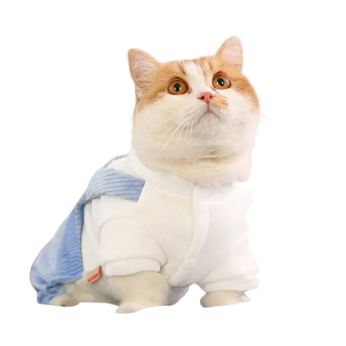 Chat portant des vêtements saisons froides, chemise blanche et bleue - Warm Clothes for Cats Transparent Background