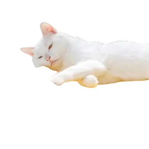 Lit Pour Chat En Hauteur: Le Repos Parfait Pour Votre Félin Bien-aimé Transparent Background