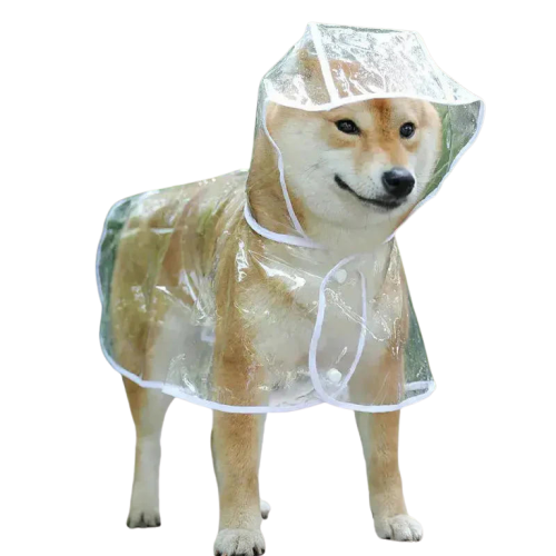 Chien dans un imperméable transparent pour une protection efficace et un design élégant Transparent Background