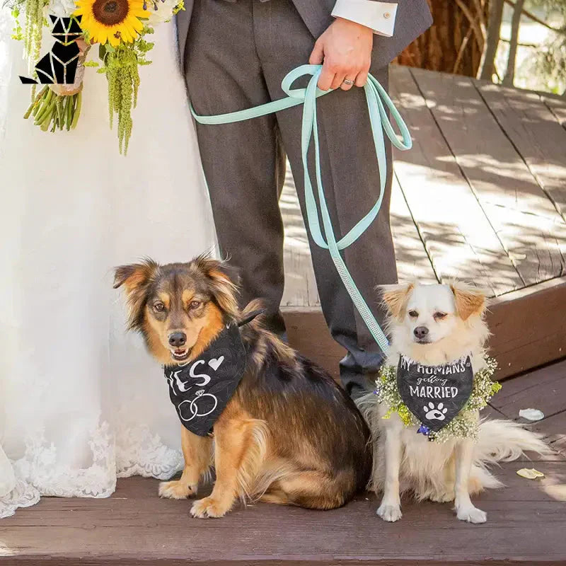 La mariée et le marié avec leurs chiens portant un bandana stylisé capturent des moments spéciaux