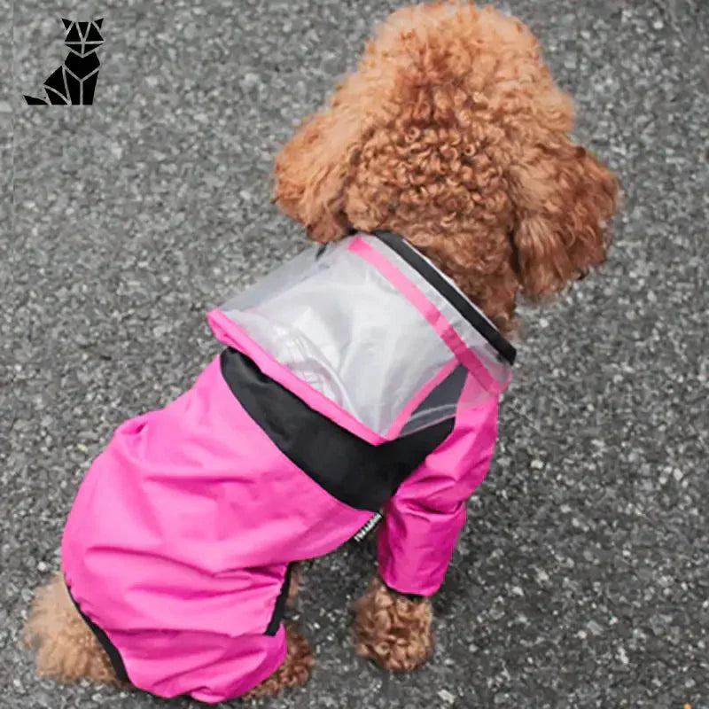 Chien en imperméable rose avec capuche transparente pour une protection optimale