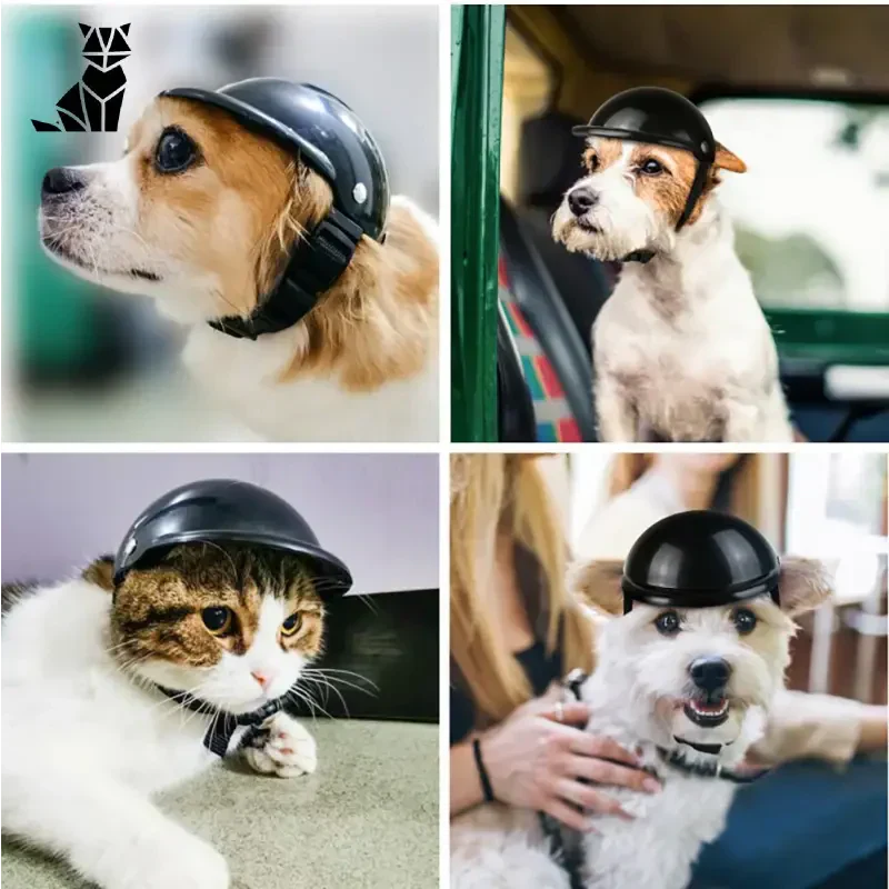 Un chien portant un casque de moto pour animaux - Collection de casques de moto pour animaux