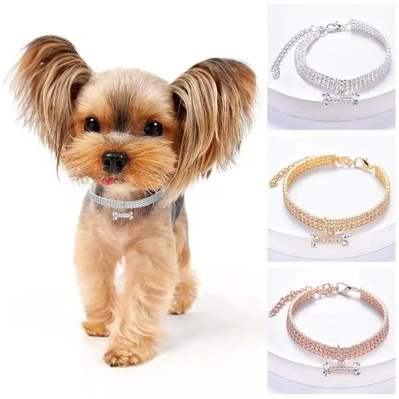 Chien élégant avec orné Collier pour chien en diamant, avec pendentif en forme d’os sur une chaîne de collier brillante