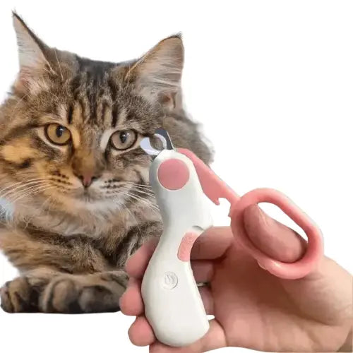 Personne nourrissant son chat avec coupe-griffe professionnel et lumière pour des griffes saines Transparent Background