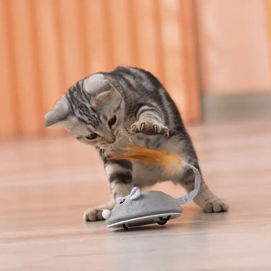 Souris pour chat | Souricat™