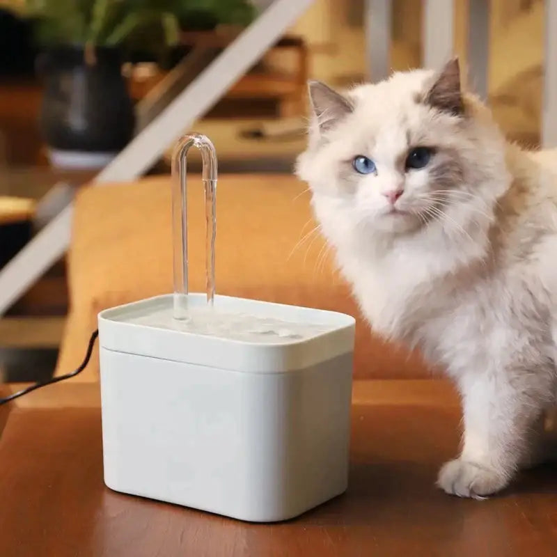 Fontaine à eau pour chat | CatWater™