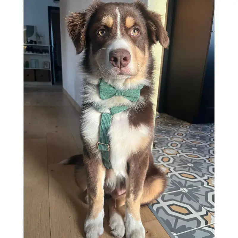 Harnais Chien Personnalisé Velours Côtelé Vert
